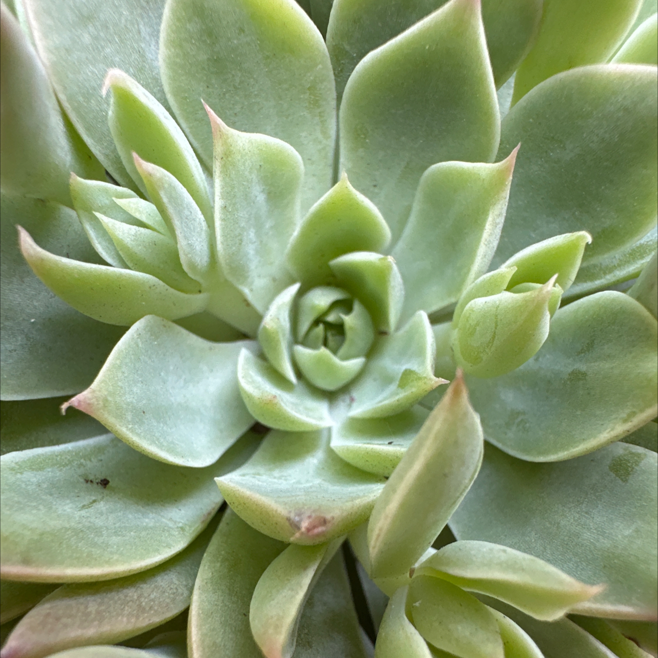 Photo of the plant species Bellum Altair by @abiprofen named Bella on Greg, the plant care app