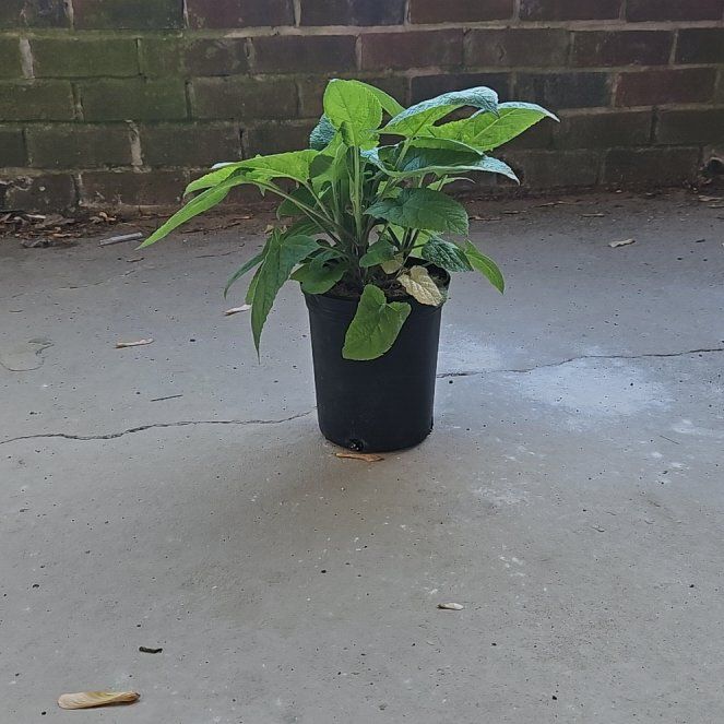 Photo of the plant species japanese yellow sage by @SuaveOcotillo9 named Tolkien on Greg, the plant care app