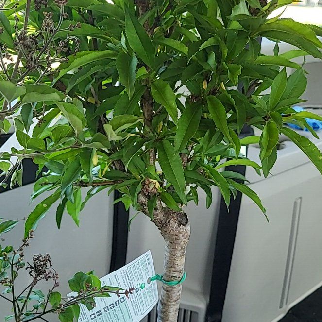 Photo of the plant species Bonanza Patio Peach Tree by @SultryPapaya93 named Keanu Leaves on Greg, the plant care app