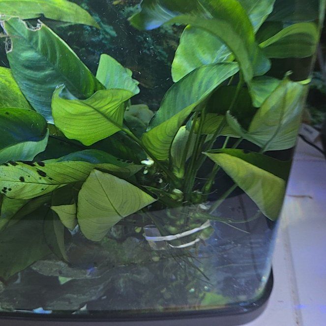 Photo of the plant species Anubias Barteri by @FruitfulComet named Miley on Greg, the plant care app