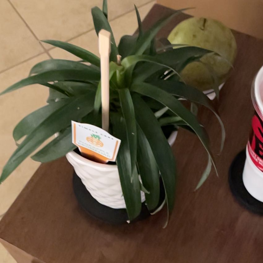Photo of the plant species Black Pineapple Bromeliad by @ZingyKonjac87 named Pax on Greg, the plant care app