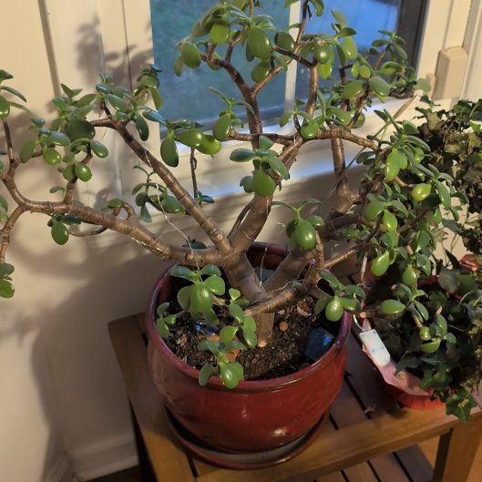 Photo of the plant species Ripple Jade by @CivicFuchsia65 named Marley on Greg, the plant care app