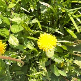 Photo of the plant species Blowball by @KinglyBlacksage named Eva on Greg, the plant care app