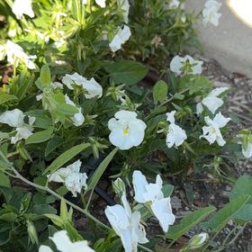 Photo of the plant species Chinese Violet by @KinglyBlacksage named Sonora on Greg, the plant care app