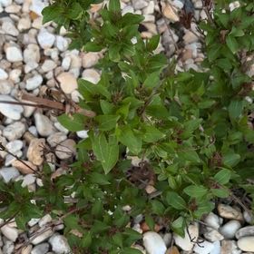 Photo of the plant species Sonic Bloom Weigela by @StockyBaytree83 named Sanders on Greg, the plant care app