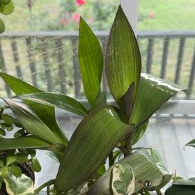 Photo of the plant species Jute by @ChummyPuka73 named LiloStitch on Greg, the plant care app