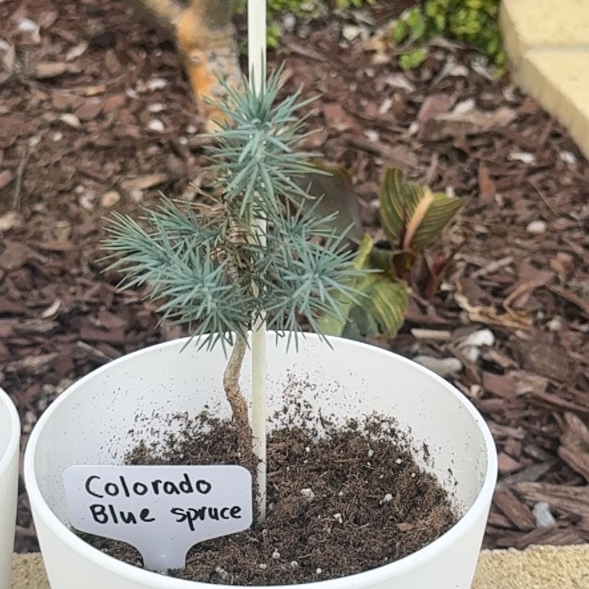 Photo of the plant species Colorado Blue Spruce by @LovableIvy1 named Apollo on Greg, the plant care app