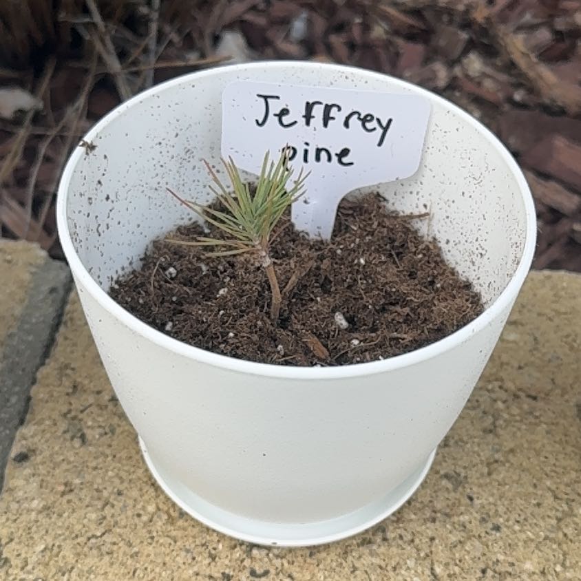 Photo of the plant species Jeffrey Pine 'Paula' by @LovableIvy1 named James Dean on Greg, the plant care app