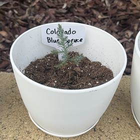 Photo of the plant species Colorado Blue Spruce by @LovableIvy1 named Sahara on Greg, the plant care app