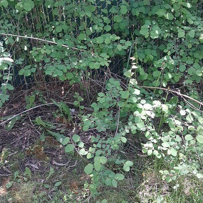 Photo of the plant species Rosa Gymnocarpa by @StoutWoreya90 named Lebron on Greg, the plant care app