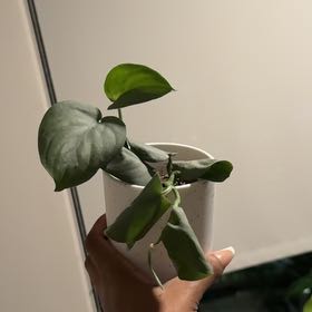 Photo of the plant species Platinum Satin Pothos by @call.me_cocoa named Luna on Greg, the plant care app