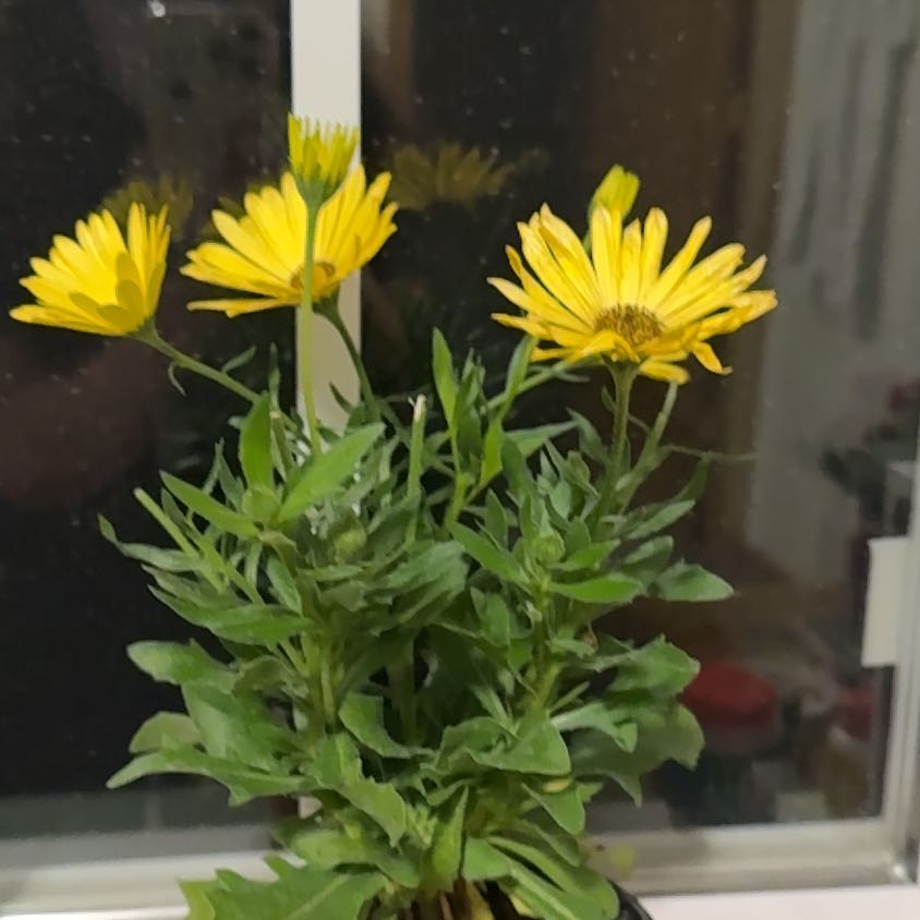 Photo of the plant species Osteospermum 'Mirach' by @StellarCowpea60 named Spike Leaves on Greg, the plant care app