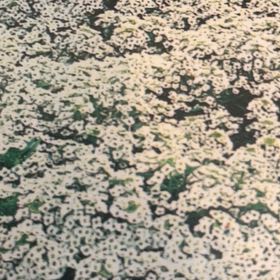 Photo of the plant species Snow Alyssum by @SturdyMizuna54 named Kesha on Greg, the plant care app