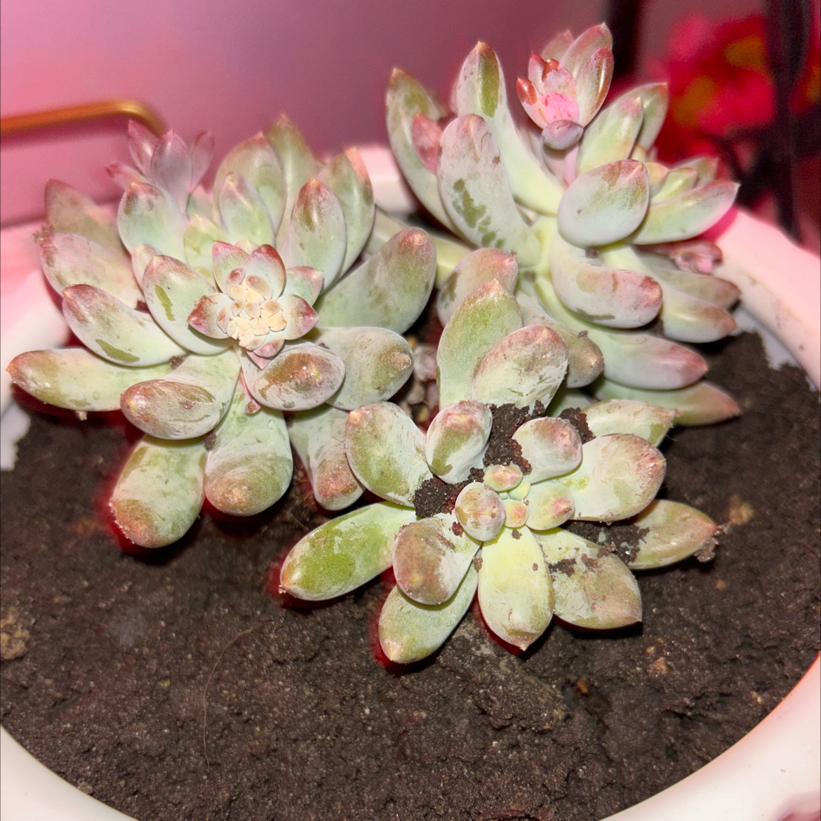 Photo of the plant species Blue Giant by @PurpleSage222 named Bambi on Greg, the plant care app