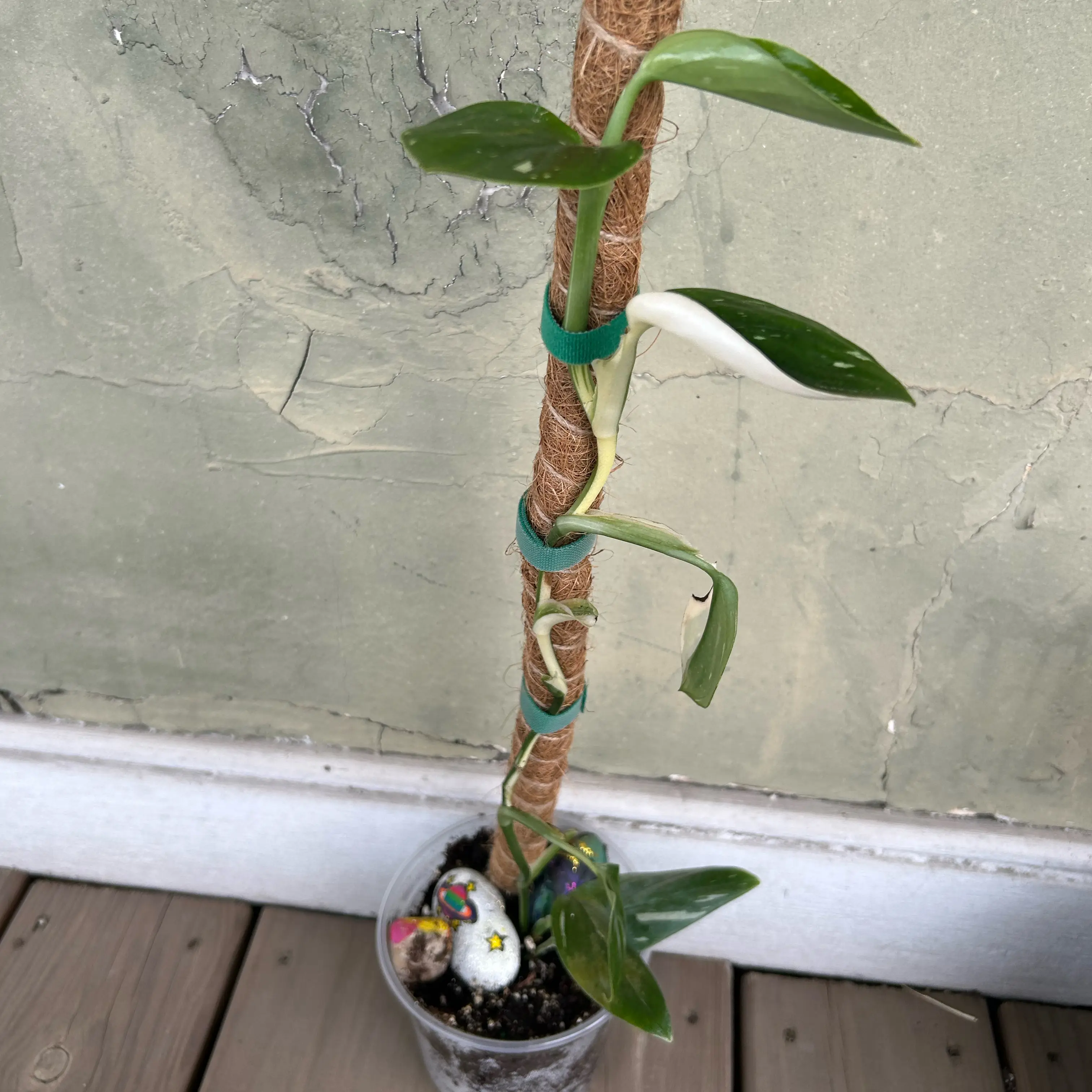 Photo of the plant species Monstera standleyana 'aurea' by @TastyRockfig43 named Bigleef Smalls on Greg, the plant care app