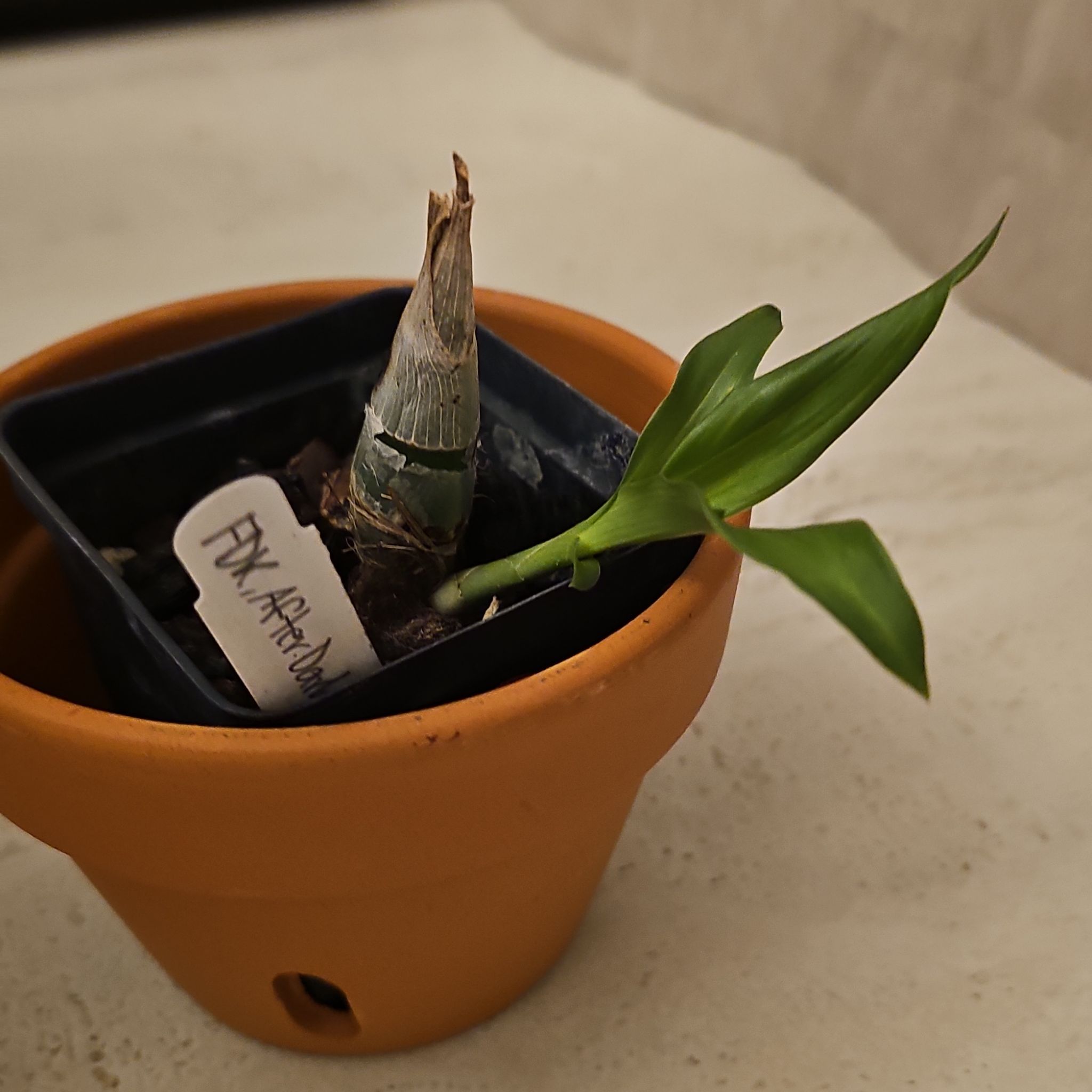 Photo of the plant species Black Pearl Orchid by @FastLorinseria named Muhammad Ali on Greg, the plant care app