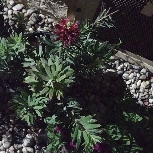 Photo of the plant species Little John Dwarf Bottlebrush by @LovingGinseng55 named Morgan Treeman on Greg, the plant care app