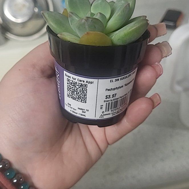 Photo of the plant species Pachyphytum aquamarine? by @SuaveYuzutree93 named Greg on Greg, the plant care app