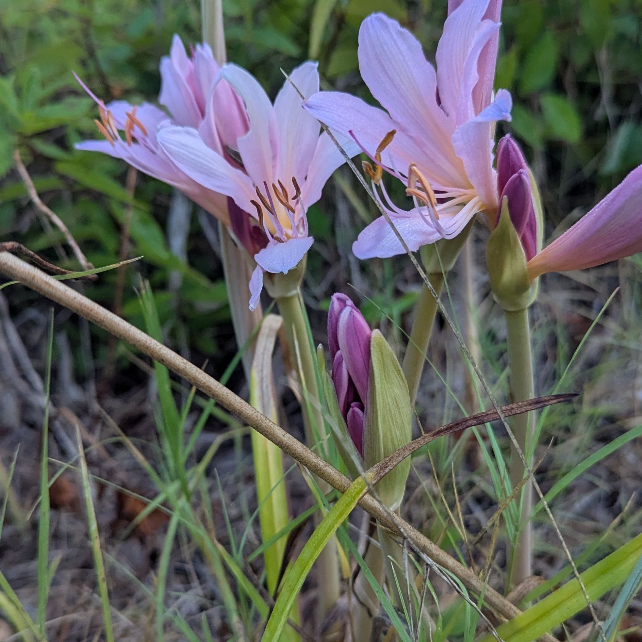 Photo of the plant species Autumn Crocus by @FreeMakole71 named da Vinci on Greg, the plant care app
