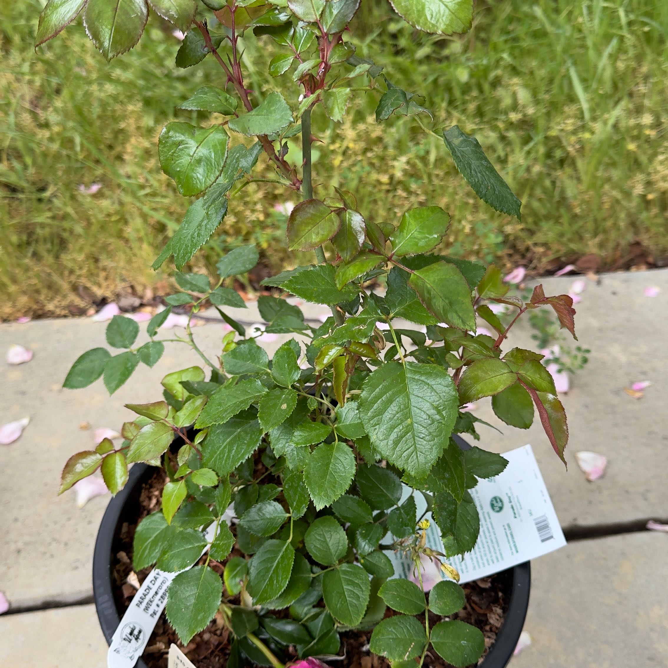 Photo of the plant species Parade Day Grandiflora Rose by @TopBlackpea15 named Anne on Greg, the plant care app