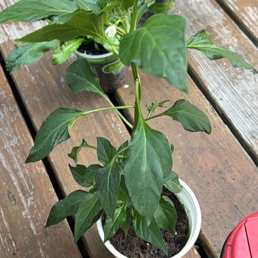 Photo of the plant species Thai Pepper by @NewSquash64 named Xena on Greg, the plant care app