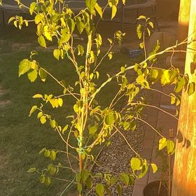 Photo of the plant species Mulberry by @DivineNavelwort named Orwell on Greg, the plant care app
