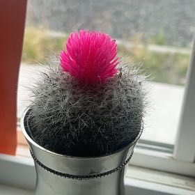 Pink poker