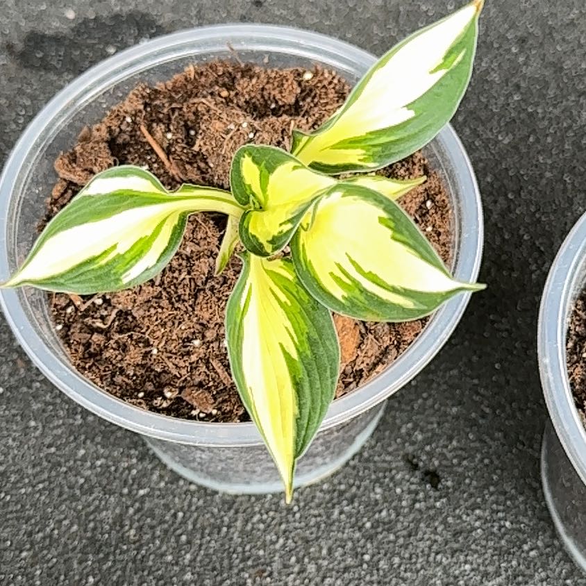 Photo of the plant species Hosta 'Fire & Ice' by @YernMaitake96 named Foxxy on Greg, the plant care app