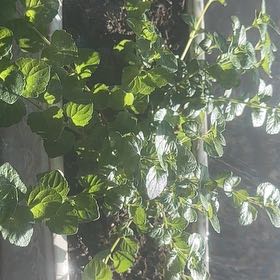 Photo of the plant species Satureja by @MajorJellybeans named Mint on Greg, the plant care app