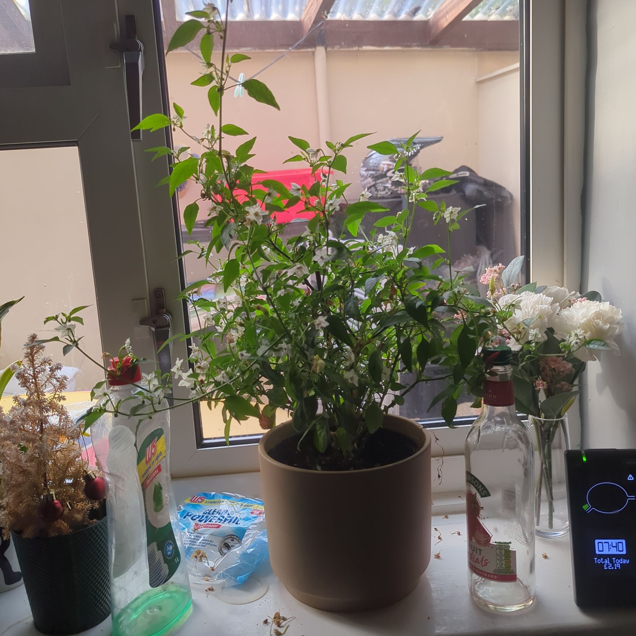Photo of the plant species Basket of Fire Pepper by @Apo11o named Zeus on Greg, the plant care app
