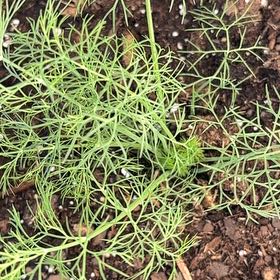Photo of the plant species Bouquet Dill by @CleanCoconut25 named Winston on Greg, the plant care app