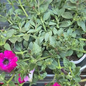 Photo of the plant species Lovie Dovie Supertunia by @UnusualCacto named Apollo on Greg, the plant care app