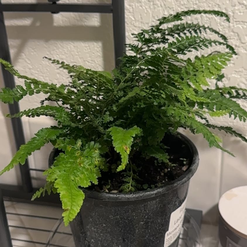Photo of the plant species Lace Fern by @FunGinkotree78 named Forrest on Greg, the plant care app