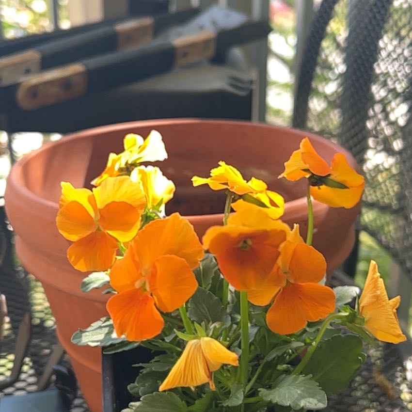 Photo of the plant species Assorted Violets by @SavvyKawakawa77 named Sol on Greg, the plant care app