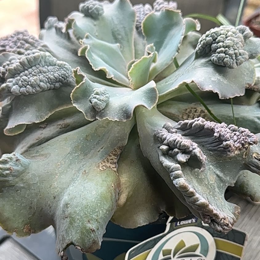Photo of the plant species Echeveria 'Violacina' by @CalmFallugia14 named Achilles on Greg, the plant care app