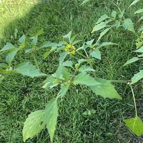 Photo of the plant species Philadelphia Groundcherry by @NewSalad33 named Queen on Greg, the plant care app