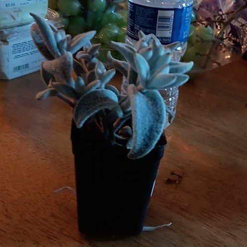 Photo of the plant species Kalanchoe 'Polar Bear' by @PeppyAnacua56 named Fernie Mercury on Greg, the plant care app