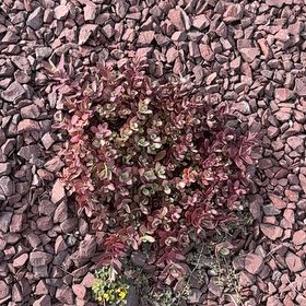 Photo of the plant species Pinkhead Smartweed by @ShinySalal46 named Foxxy on Greg, the plant care app