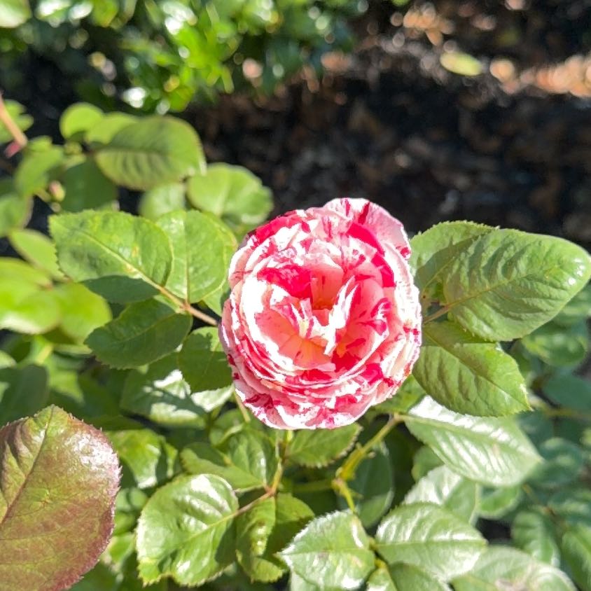 Photo of the plant species French Rose by @DevotedGarlic named Duke on Greg, the plant care app