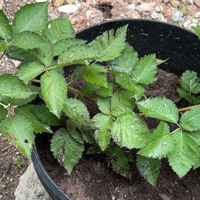 Photo of the plant species Armenian Blackberry by @DevotedGarlic named Kesha on Greg, the plant care app