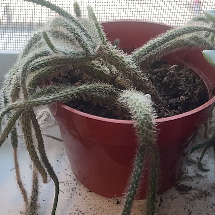 Photo of the plant species Rat Tail by @GoldStarjasmine named Dolores on Greg, the plant care app