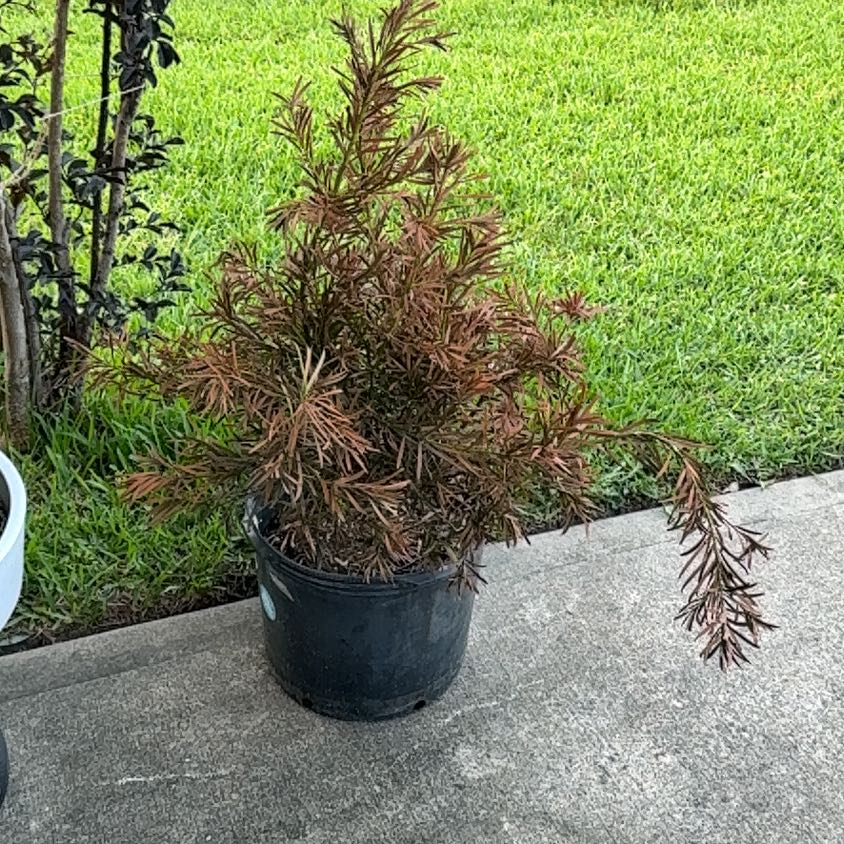 Photo of the plant species Japanese Yew 'Nana' by @FirstRedalder93 named Michelle Branch on Greg, the plant care app