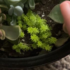 Photo of the plant species Spanish Stonecrop by @RadCanna82 named Bilbo on Greg, the plant care app