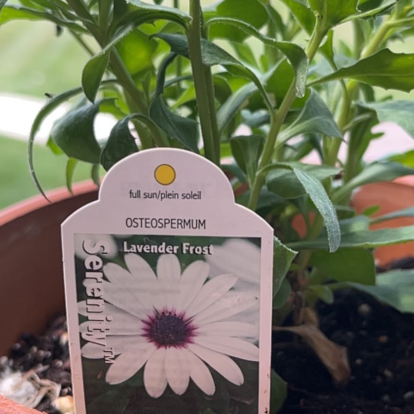 Photo of the plant species Weather Prophet by @RadCanna82 named Elena on Greg, the plant care app