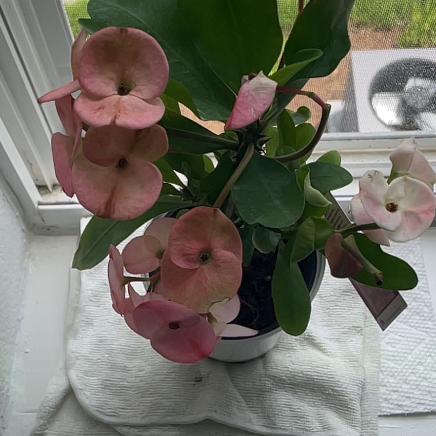 Photo of the plant species Rosa 'Euphoria' by @SereneTearose63 named Euphorbia on Greg, the plant care app