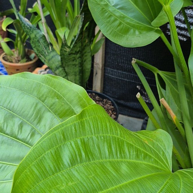 Photo of the plant species Broadleaf Arrowhead by @QuaintPigsqueak named da Vinci on Greg, the plant care app