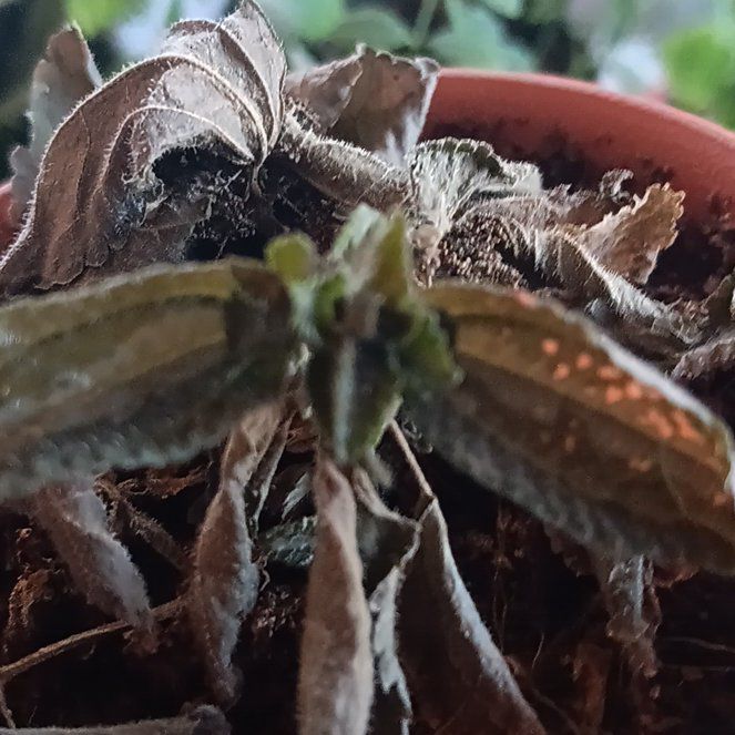 Photo of the plant species Spotted Wintergreen by @WinOregano19 named Luna on Greg, the plant care app