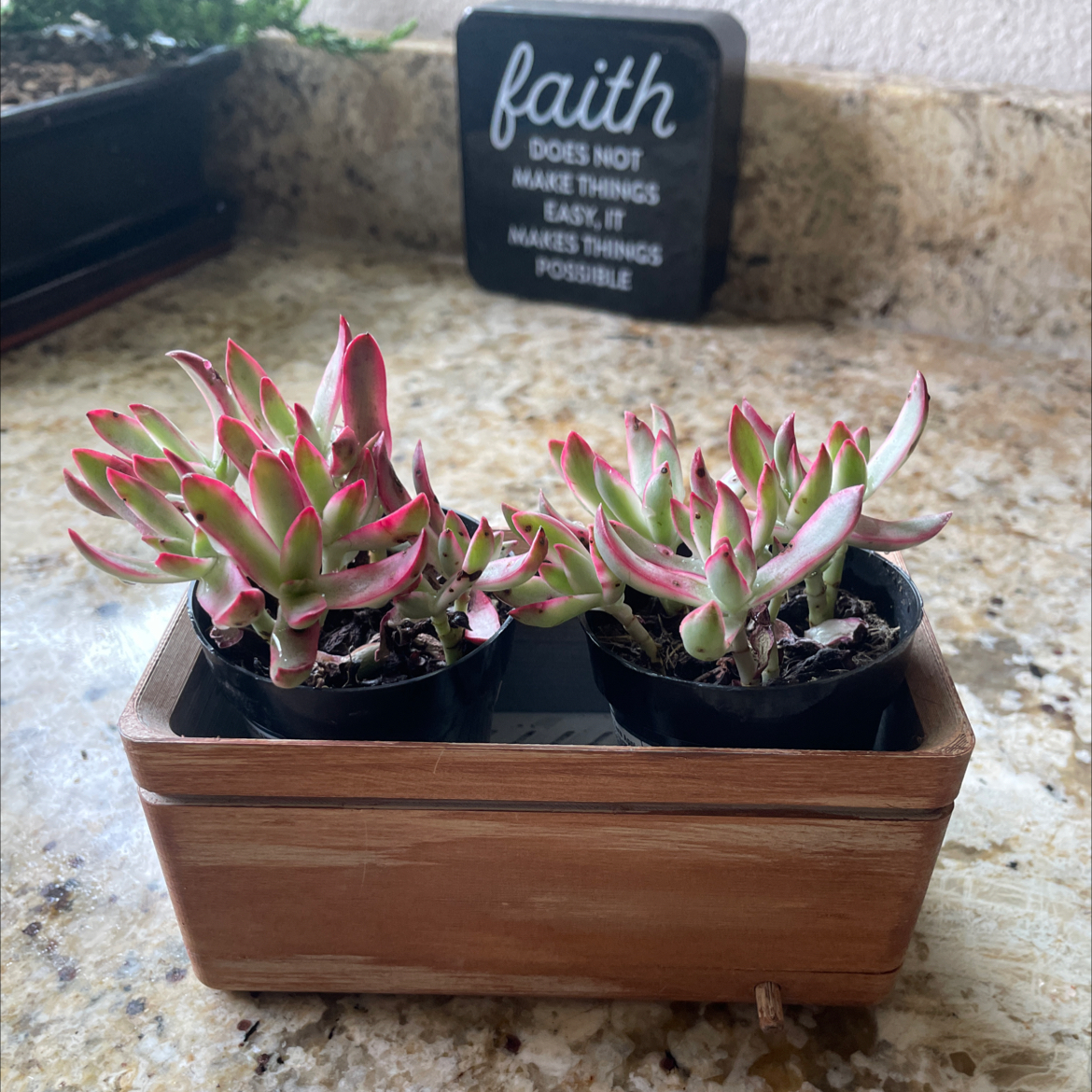 Photo of the plant species Crassula 'Candy Cane' by @LovelySmokebush named Candy cane on Greg, the plant care app