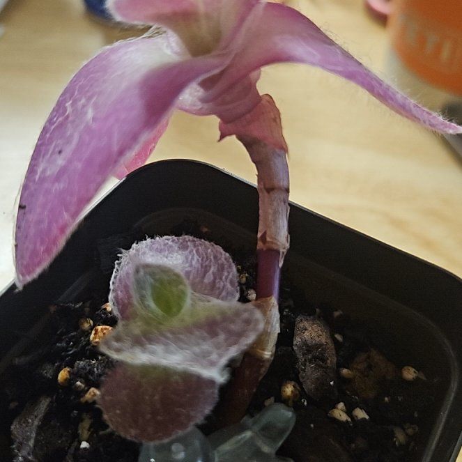 Photo of the plant species Tradescantia 'Pale Puma' by @YesTitoki28 named Henry on Greg, the plant care app