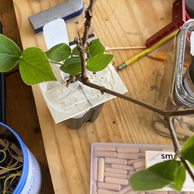 Photo of the plant species Koreanspice Viburnum 'Spice Baby' by @StarryArrowhead named Keanu Leaves on Greg, the plant care app